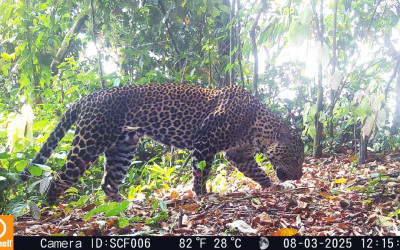Tim Ekspedisi TNI AD dan SCF Temukan 19 Macan Tutul Jawa di Pegunungan Sanggabuana