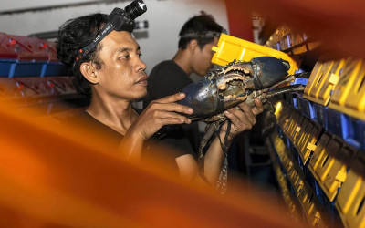 Koperasi Merah Putih Kota Padang Panen Kepiting Bakau
