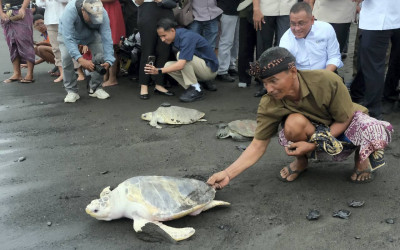 Pelepasliaran Penyu di Pantai Saba Bali