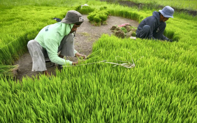 Peningkatan Luasan Panen Padi Nasional