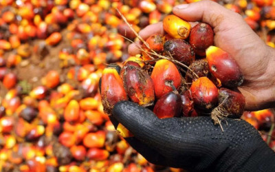 Ada Mandatory B50, Harga CPO Diramal Bakal Melejit