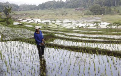 Produksi Beras RI 33,19 Juta Ton, Terbesar dalam 7 Tahun Terakhir