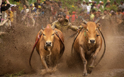Tradisi Pacu Jawi di Tanah Datar