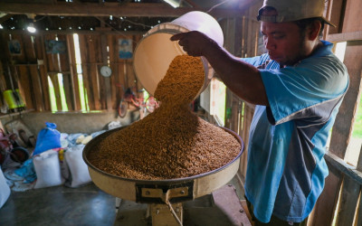 Produksi Padi Lokal di Sigi Sulawesi Tengah
