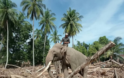 Andai Pengelola Hutan seperti Prabowo: Berikan 20 Ribu Hektare ke WWF untuk Konservasi Gajah, Respect!