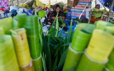 Daun Mayana Bahan Makanan Tradisional Khas Palu