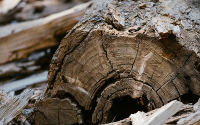 Polisi Gerebek Illegal Logging di Riau, 3 Orang Berhasil Diamankan