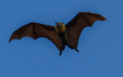 Waspada Virus Nipah! Singapura Gercep Perketat Skrinning Bandara Terhadap Pekerja Migran