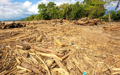 Dampak Bencana Sumatera: Kementan Catat 44 Ribu Hektare Padi dan Jagung Gagal Panen