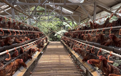 Worth it! Demand Tinggi, Investasi Jalan: Danantara Suntik Rp20T Buat Pabrik Peternakan Ayam Nasional