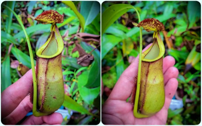 SPILL: Penemuan Spesies Baru Kantong Semar di Kalbar yang Lagi Viral, Ternyata Hasil Kolaborasi Spek Dewa!