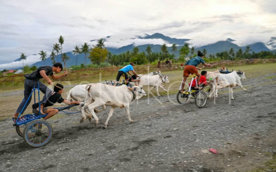 Tradisi Balap Sapi di Sigi Sulawesi Tengah