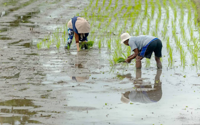 MBG Effect! Mentan: Dongkrak Ekonomi Pangan, Income Petani Meningkat!