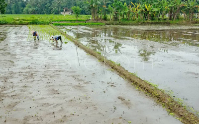 Petani Bantul Dukung Ketahanan Pangan