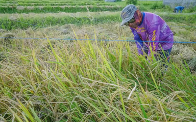 Produksi Padi Sulawesi Tengah Meningkat