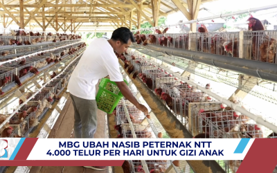 Berkat MBG, Petelur di Sumba Barat Daya NTT Bisa Pasok 4.000 Butir per Hari