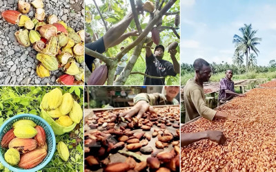 Kakao Papua Naik Level! KEPP Otsus-Kemendagri Buka Akses ke Investor Eropa