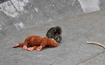 Punch the Monkey: Dari Ditinggal Induk sampai Jadi Sorotan Dunia