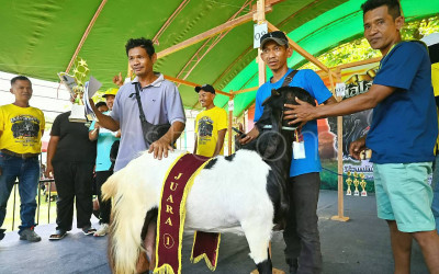 Intip Keseruan Kontes Kambing di Palu