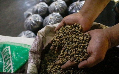 Kopi RI Ready to Scale Up, Mentan Fokus Hilirisasi