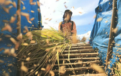 Produksi Padi Sumatera Barat Meningkat