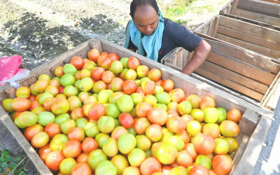 Peningkatan Produktivitas Tomat di Sigi