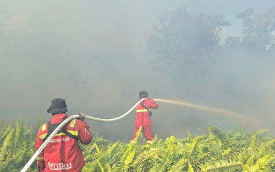355 Titik Panas Terdeteksi di Sumatera, Riau Terbanyak: 3 Desa di Pelalawan Dikepung Karhutla
