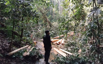 Kemenhut Tangkap Pelaku Illegal Logging di Kawasan TN Bukit Tiga Puluh
