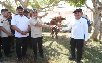 Presiden Prabowo Sumbang Sapi untuk Tradisi Meugang Warga Aceh