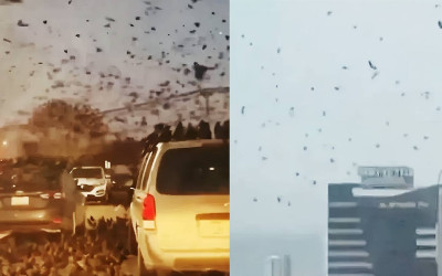 VIRAL! Langit Tel Aviv 'Diselimuti' Ribuan Gagak, Cuma Migrasi atau Kode Keras Semesta?