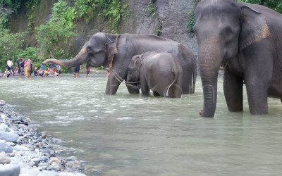 Konservasi Gajah Sumatera di Langkat