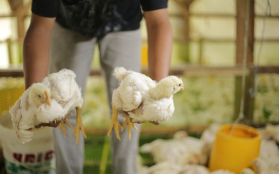Harga Ayam Ras Naik di Kota Padang