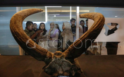 Belajar Teknik Konservasi Fosil di Sangiran
