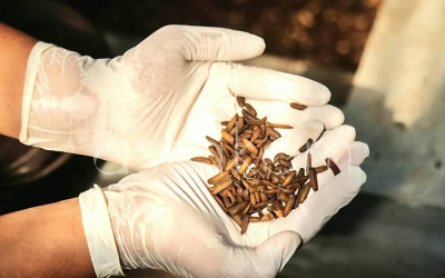 Budidaya Maggot di Sukoharjo