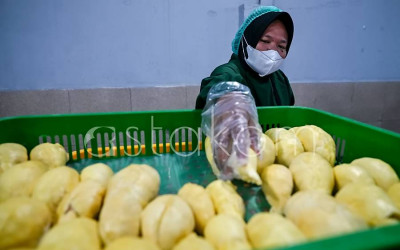 Ekspor Durian Beku ke Tiongkok