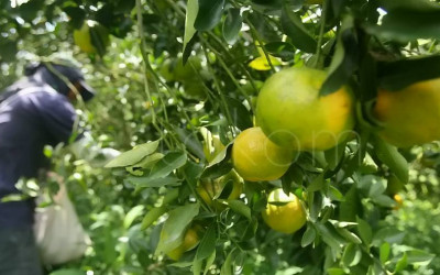 KDMP Serap Panen Jeruk Petani di Malang