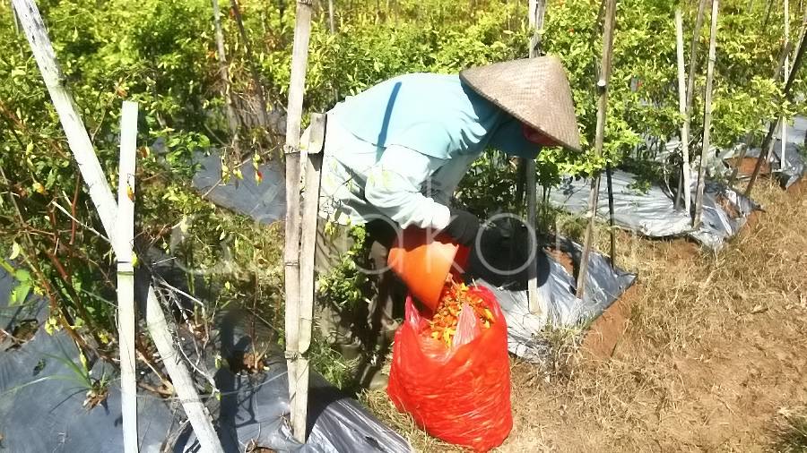 [astakom/str-Hayu Yudha Prabowo]