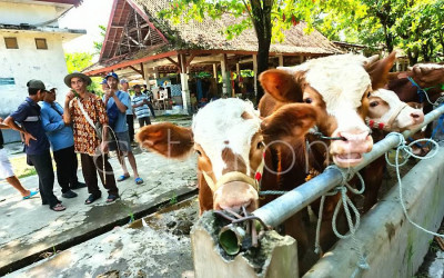 Nggak Usah Panic Buying, Stok dan Harga Daging Sapi Dipastiin Aman Menjelang Idul Adha 2026