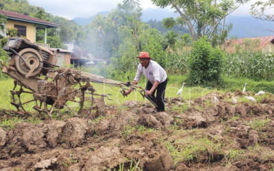 Rehabilitasi Lahan Sawah Pascabencana di Padang