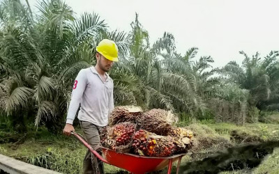 Gaspol ISPO! Kemenperin Dorong Sawit RI Naik Level & Tembus Pasar Global
