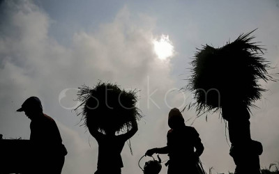 Stok Beras Nasional Tetap Stabil