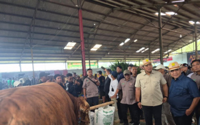Kontes Sapi Wonosobo 2026: Wadah "Level Up" Peternak Lokal