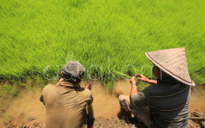 Rehabilitasi 102 Hektare Lahan Sawah