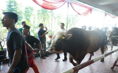 Masjid Istiqlal Distribusikan 10.728 Kantong Daging Kurban Dalam Kemasan Ramah Lingkungan
