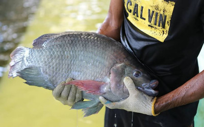Spill Gizi Ikan Nila! Dari Lauk Harian Jadi Sumber Nutrisi Serba Fungsi