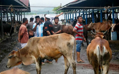 Ketersediaan Hewan Kurban di Aceh