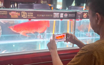 Kontes Ikan Arwana Super Red