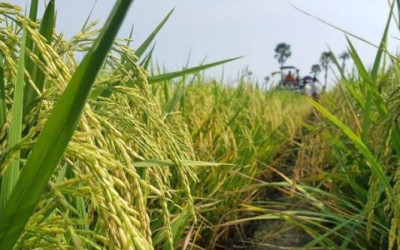 Kemarau is Coming! Kementan Gaspol Perkuat Penerapan Teknologi Pertanian Adaptif