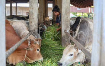 Perjualan Hewan Kurban Jelang Idul Adha