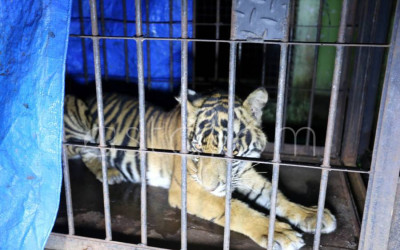 Penyelamatan Anak Harimau Sumatera